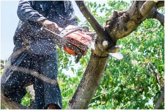 tree services Spring City